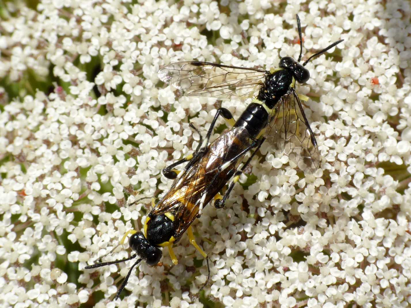 Macrophya montana in accoppiamento